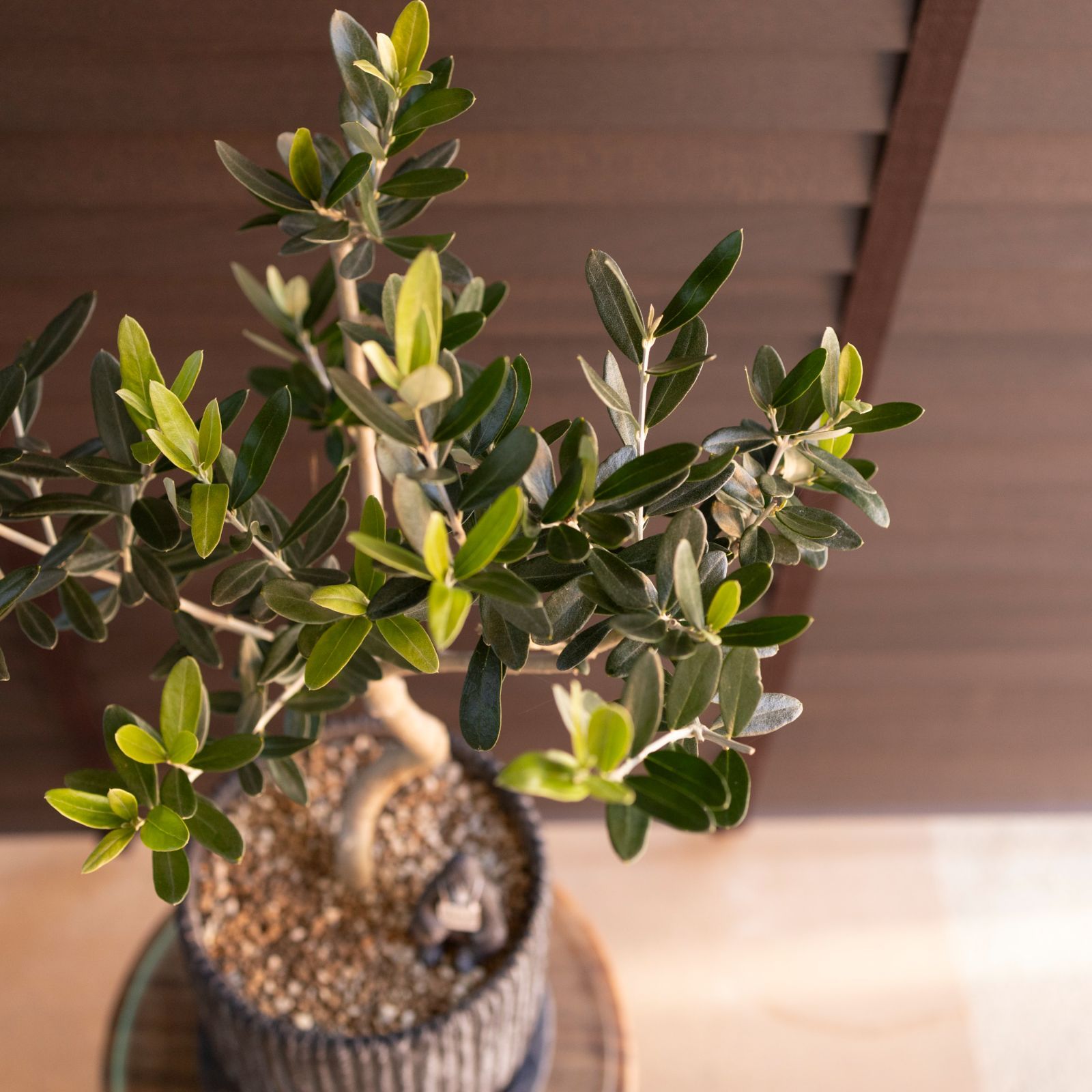 Olive ねじり仕立て オリーブの木 6号 モライオロ Molaioro オリーブ