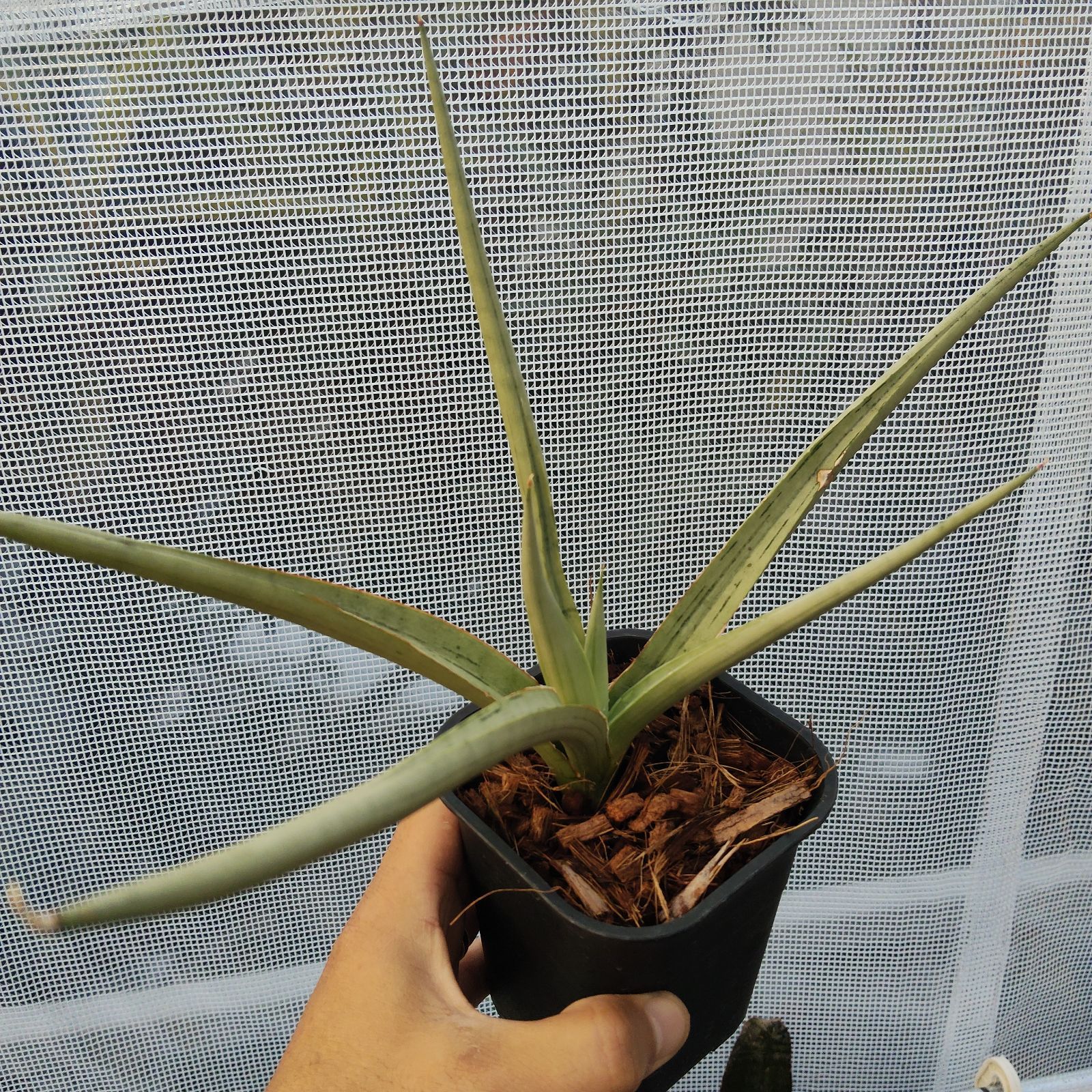 サンセベリア 希少 サンスベリア ダンシングドラゴン アンヤマニー