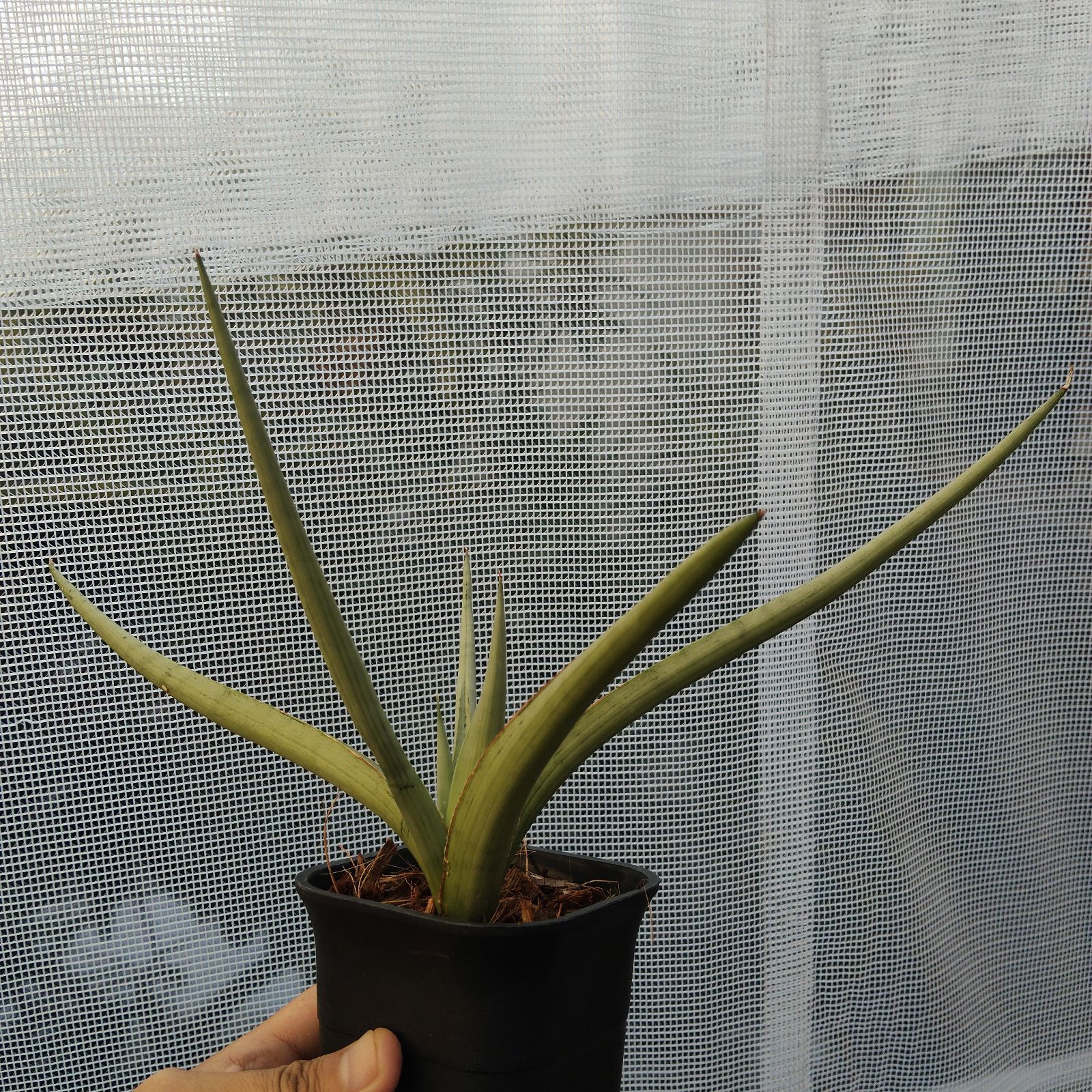 サンセベリア 希少 サンスベリア ダンシングドラゴン アンヤマニー