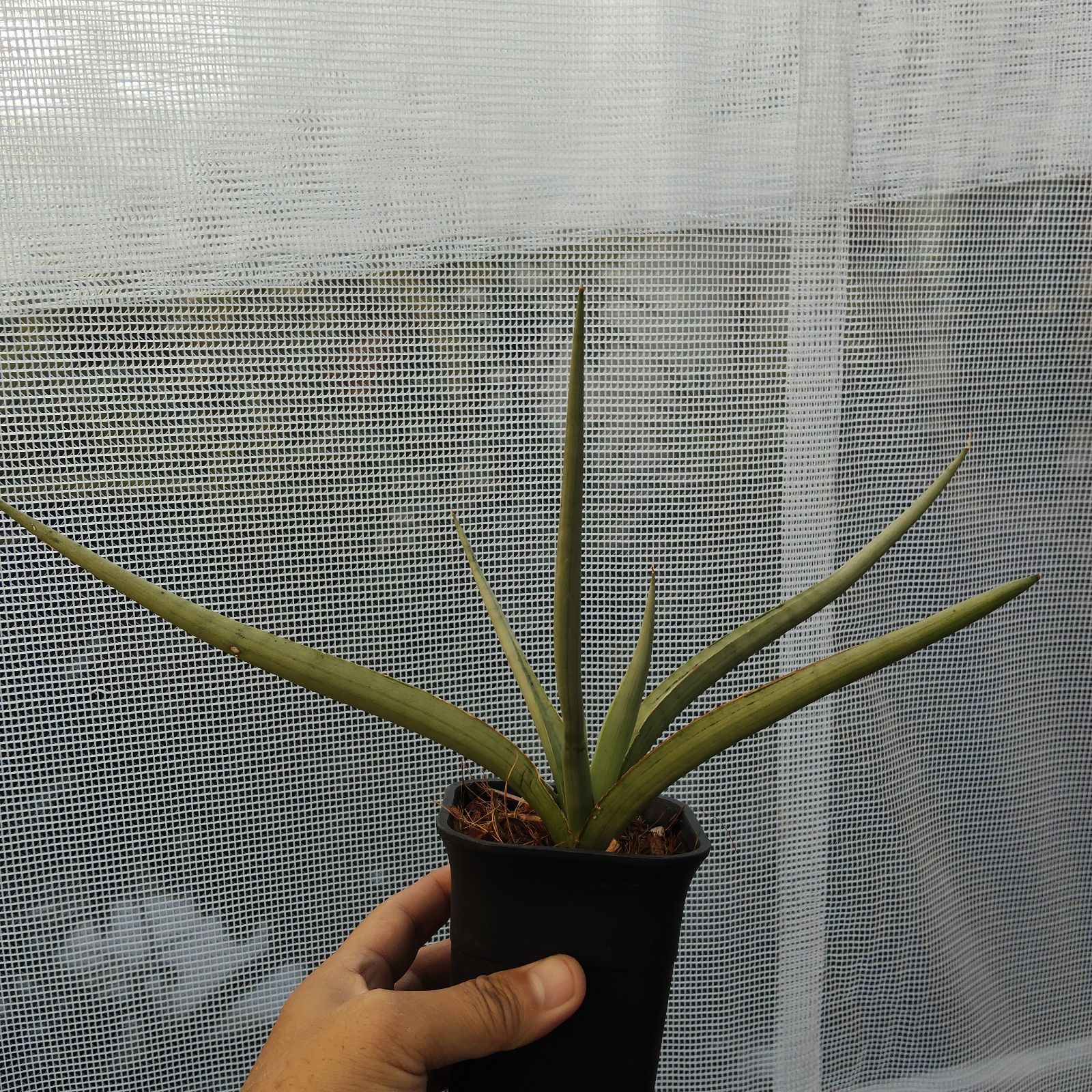 S-57 超希少 サンスベリア ダンシングドラゴン メルカリ便 抜き苗発送 サンセベリア 希少 サンスベリア ダンシングドラゴン アンヤマニー