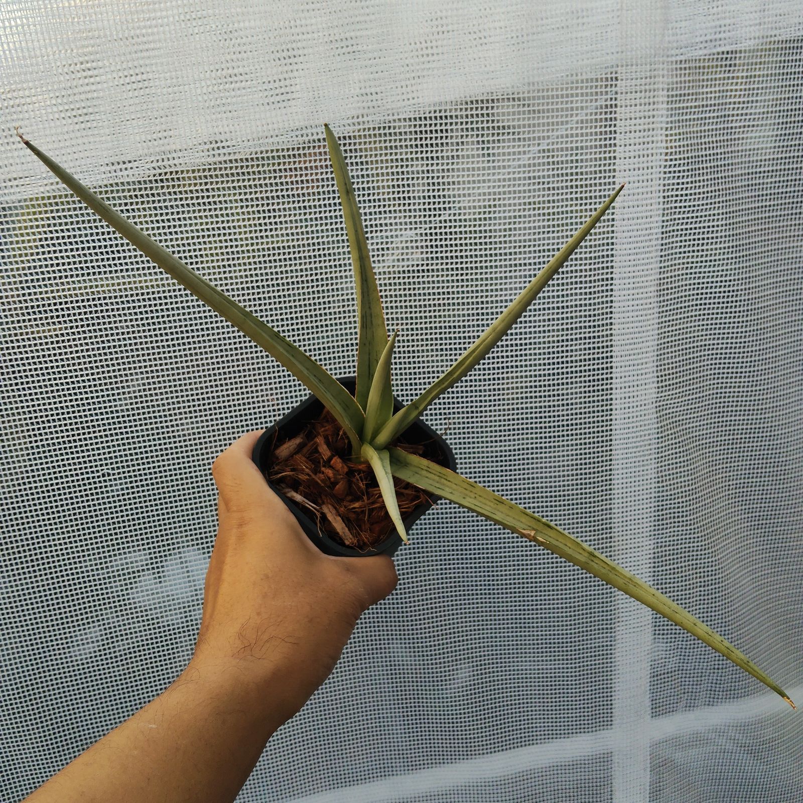 サンセベリア 希少 サンスベリア ダンシングドラゴン アンヤマニー