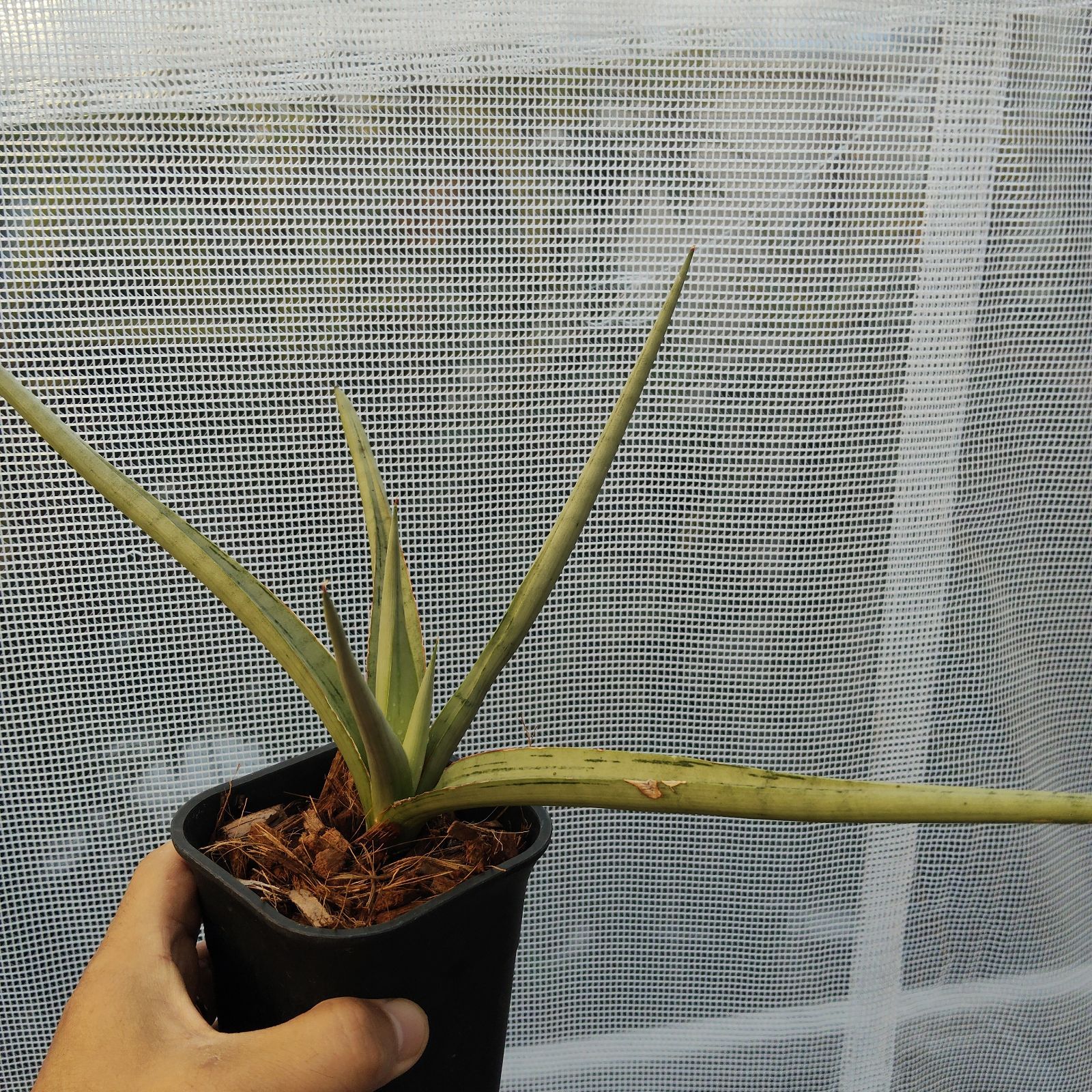 サンセベリア　ダンシングドラゴン　希少　送料無料 サンセベリア 希少 サンスベリア ダンシングドラゴン アンヤマニー