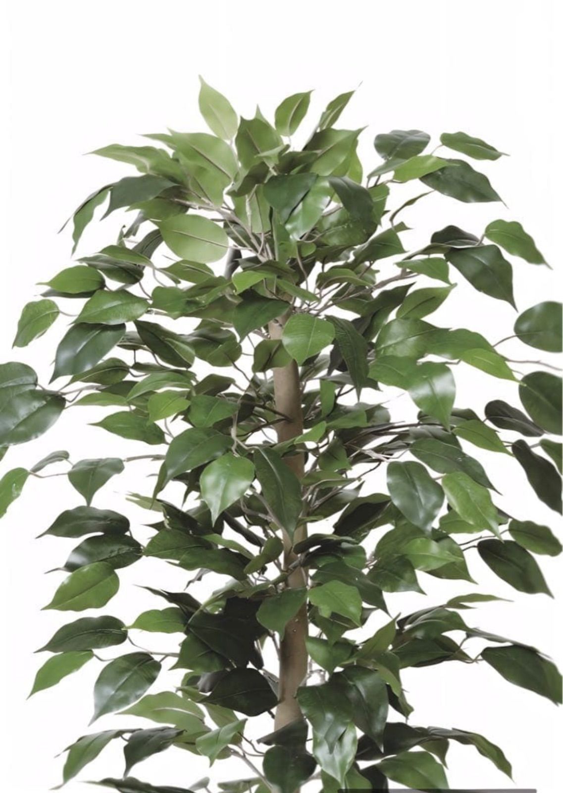 光触媒 人工観葉植物 ウォールグリーン フェイクグリーン ベンジャミン