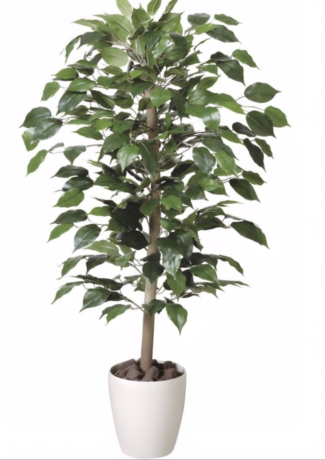 光触媒 人工観葉植物 ウォールグリーン フェイクグリーン ベンジャミン