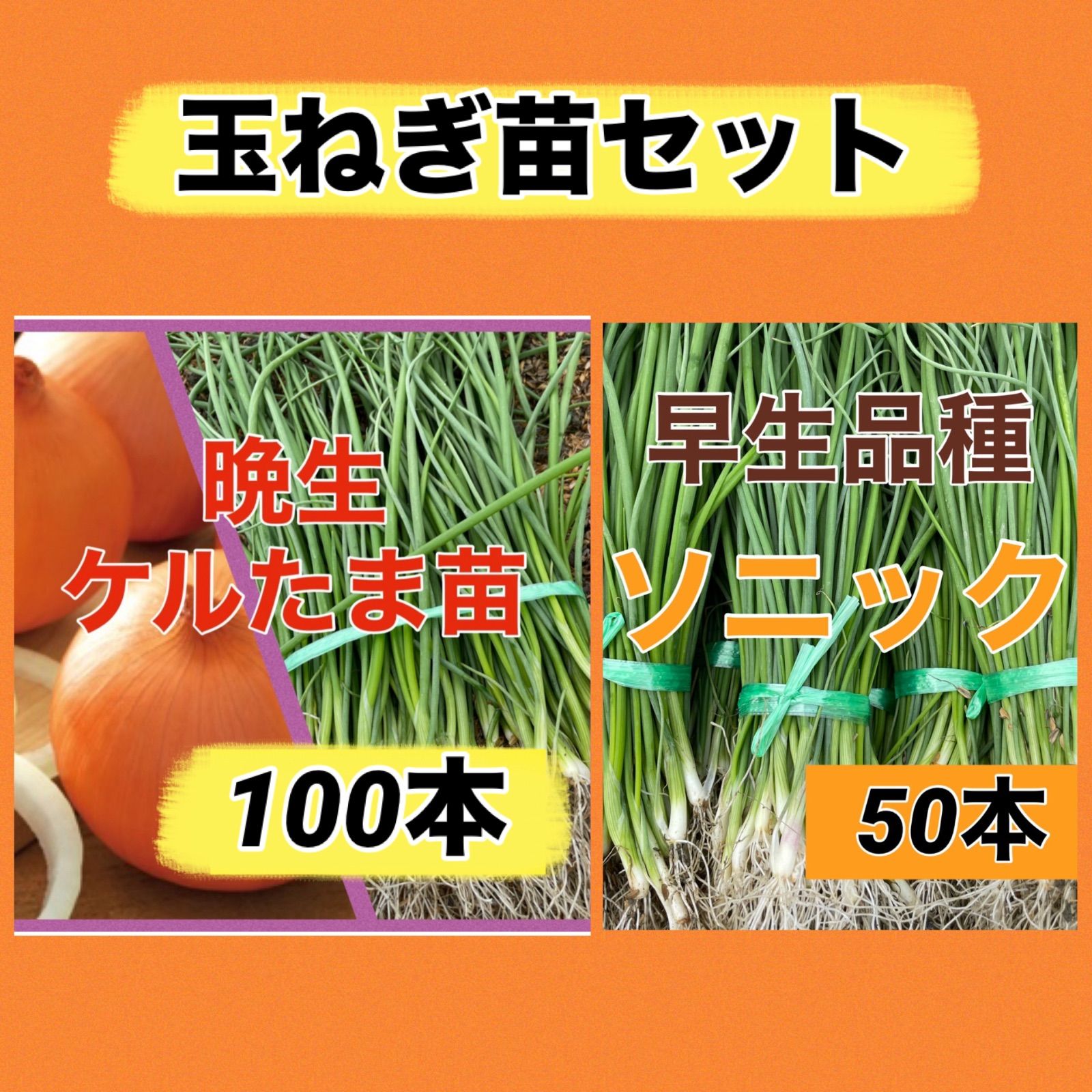 玉ねぎ苗セット‼️ケルタマ100本➕ソニック50本‼️ - メルカリ