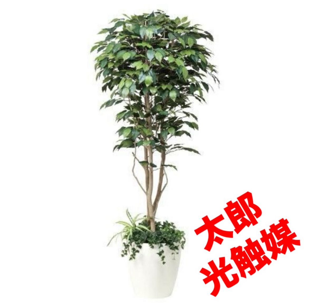 光触媒　人工観葉植物　フィカスベンジャミン（植栽付） 高さ1.8m 光触媒 人工観葉植物 フィカスベンジャミン（植栽付） 高さ1.8m@dmw