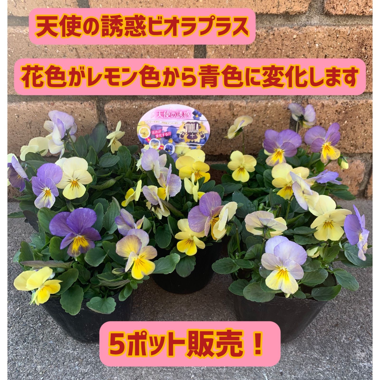 ビオラプラス 天使の誘惑 3号5ポット販売‼︎ - メルカリ