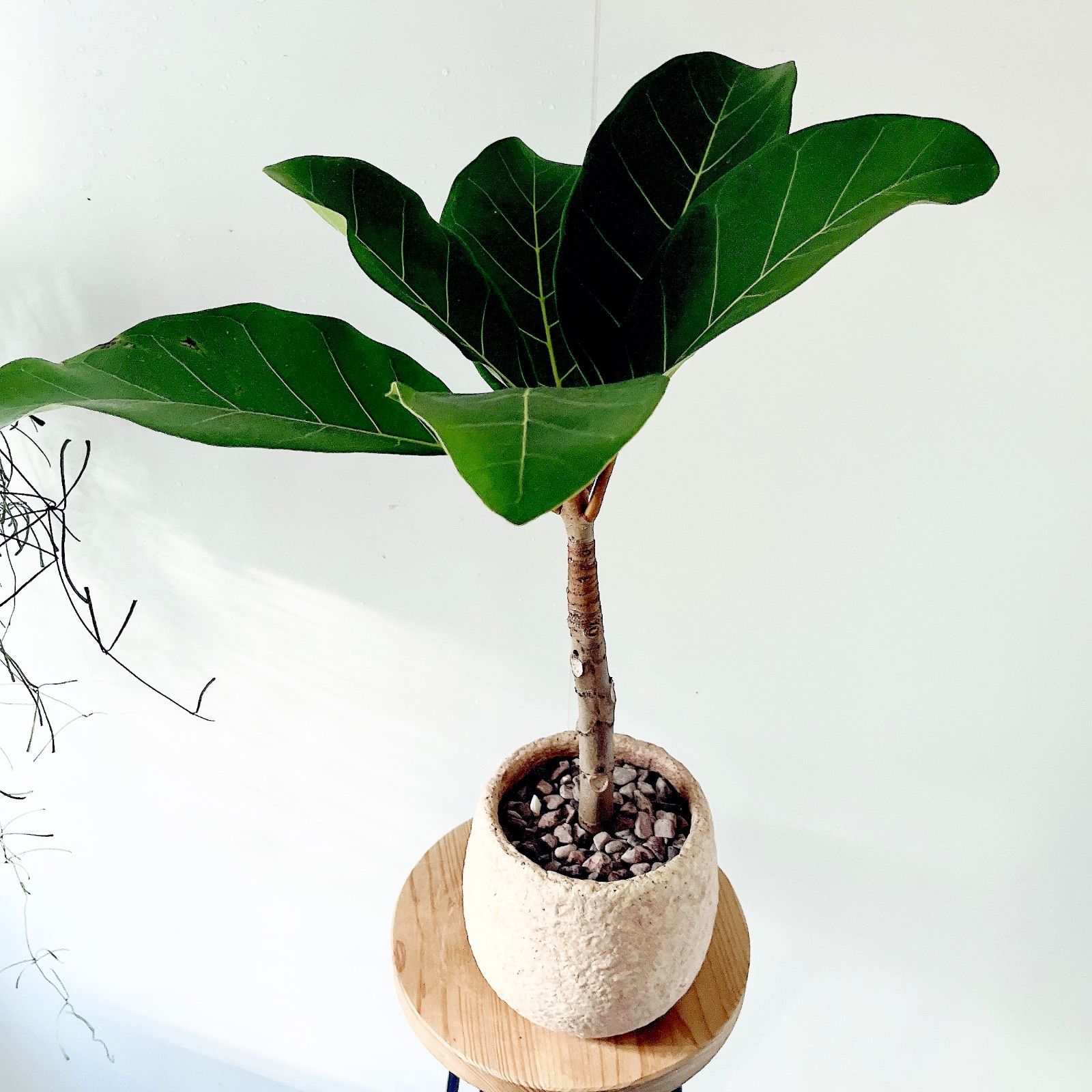 観葉植物 アフリカンプリンスT-09