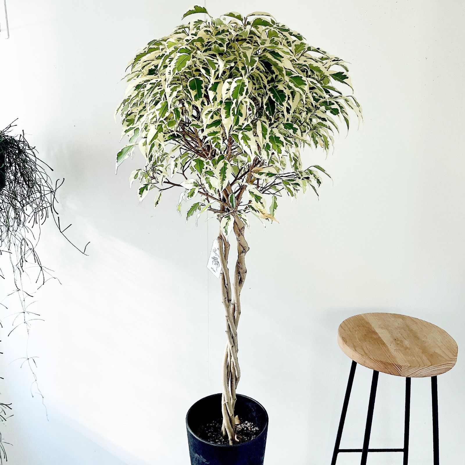 【一点限定】ベンジャミン スターライト ビューティークイーン 特別仕立 観葉植物 一点限定】ベンジャミン スターライト ビューティークイーン ねじり