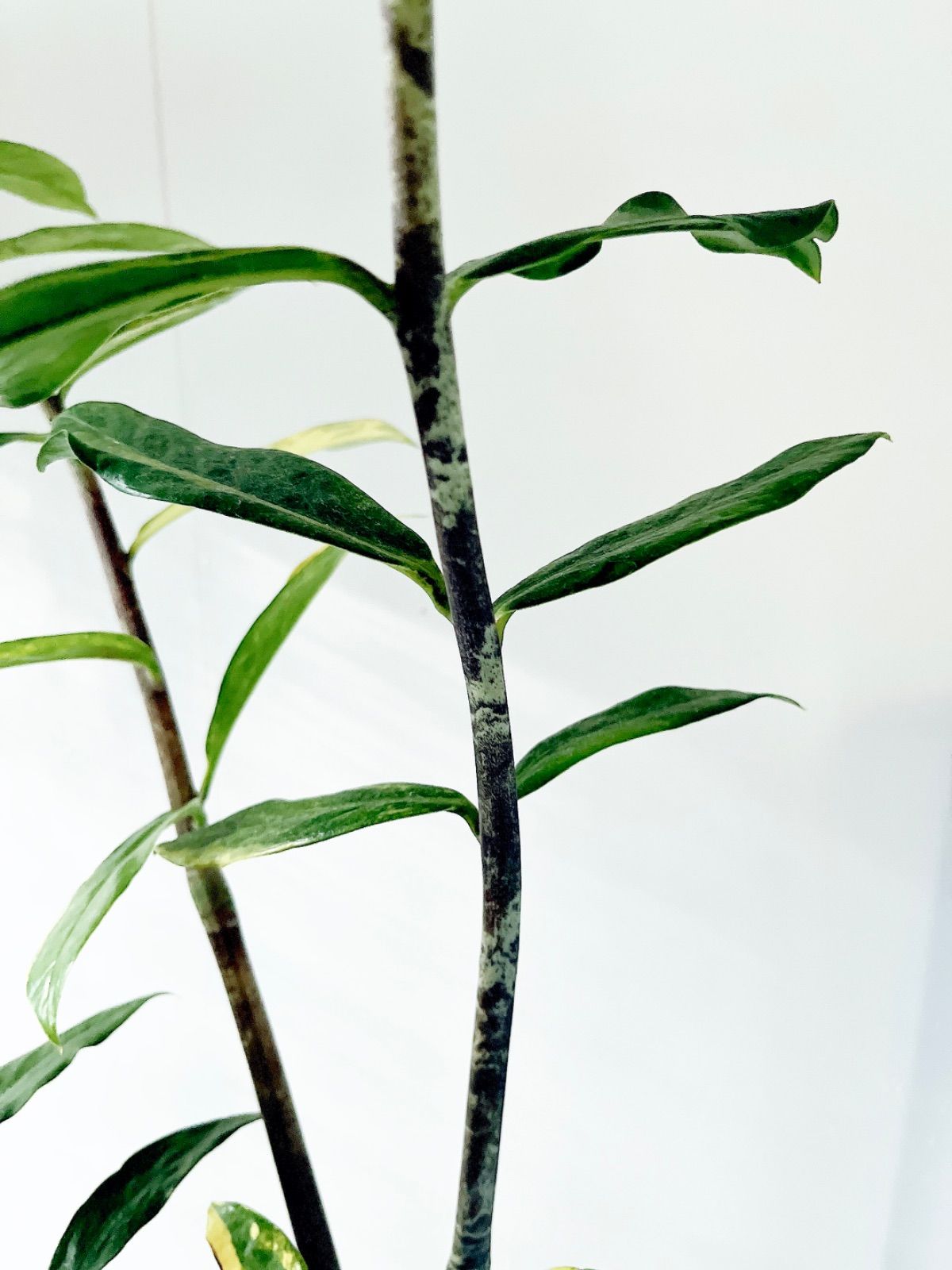 PremiumPlants】斑入り ザミオクルカス セメント鉢仕立て 受皿 - メルカリ