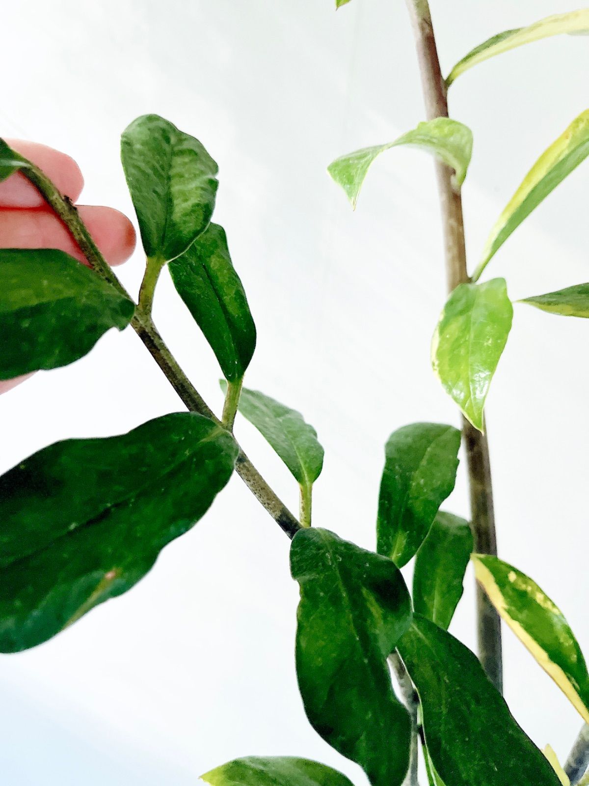 PremiumPlants】斑入り ザミオクルカス セメント鉢仕立て 受皿 - メルカリ