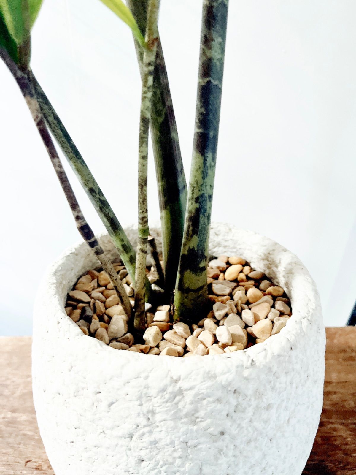 【PremiumPlants】斑入り ザミオクルカス セメント鉢仕立て 受皿 PremiumPlants】斑入り ザミオクルカス セメント鉢仕立て 受皿 - メルカリ