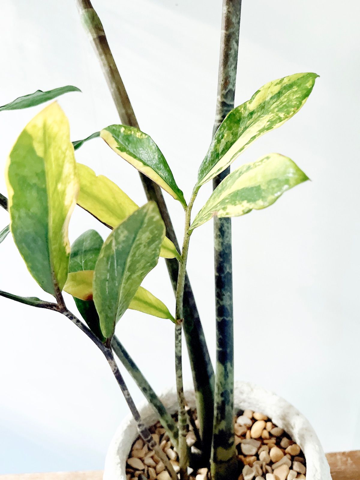 【PremiumPlants】斑入り ザミオクルカス セメント鉢仕立て 受皿 PremiumPlants】斑入り ザミオクルカス セメント鉢仕立て 受皿 - メルカリ