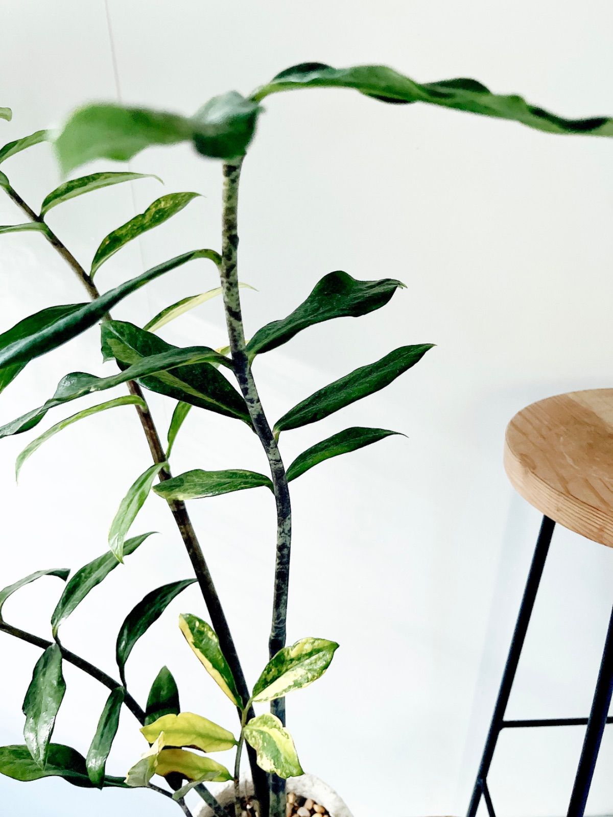 PremiumPlants】斑入り ザミオクルカス セメント鉢仕立て 受皿 - メルカリ