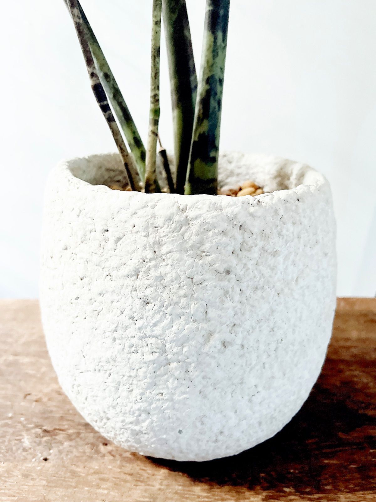 PremiumPlants】斑入り ザミオクルカス セメント鉢仕立て 受皿 - メルカリ