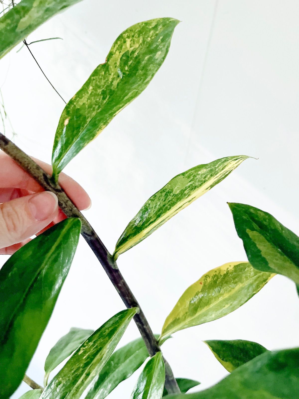 PremiumPlants】斑入り ザミオクルカス セメント鉢仕立て 受皿 - メルカリ