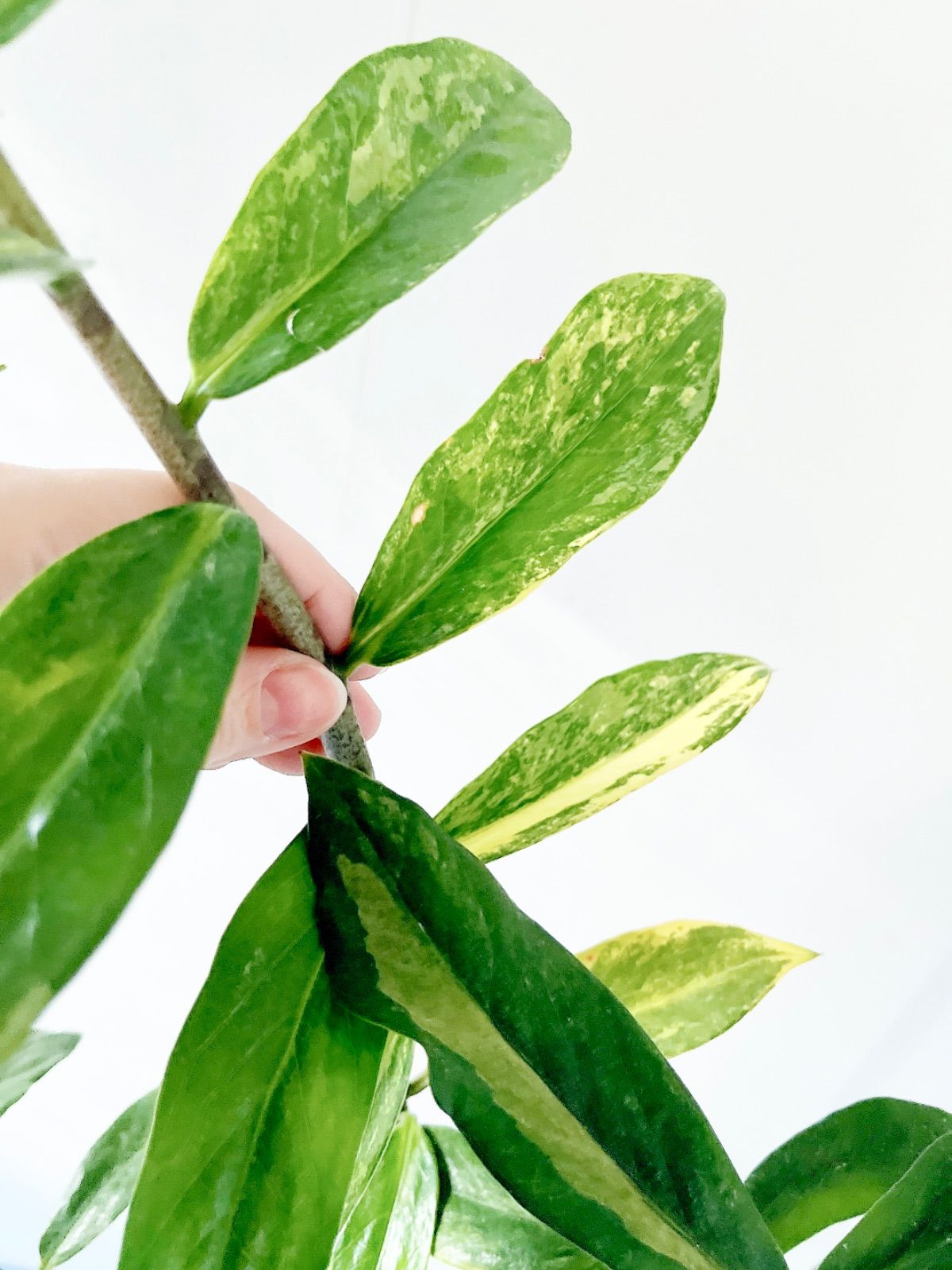 PremiumPlants】斑入り ザミオクルカス セメント鉢仕立て 受皿 - メルカリ