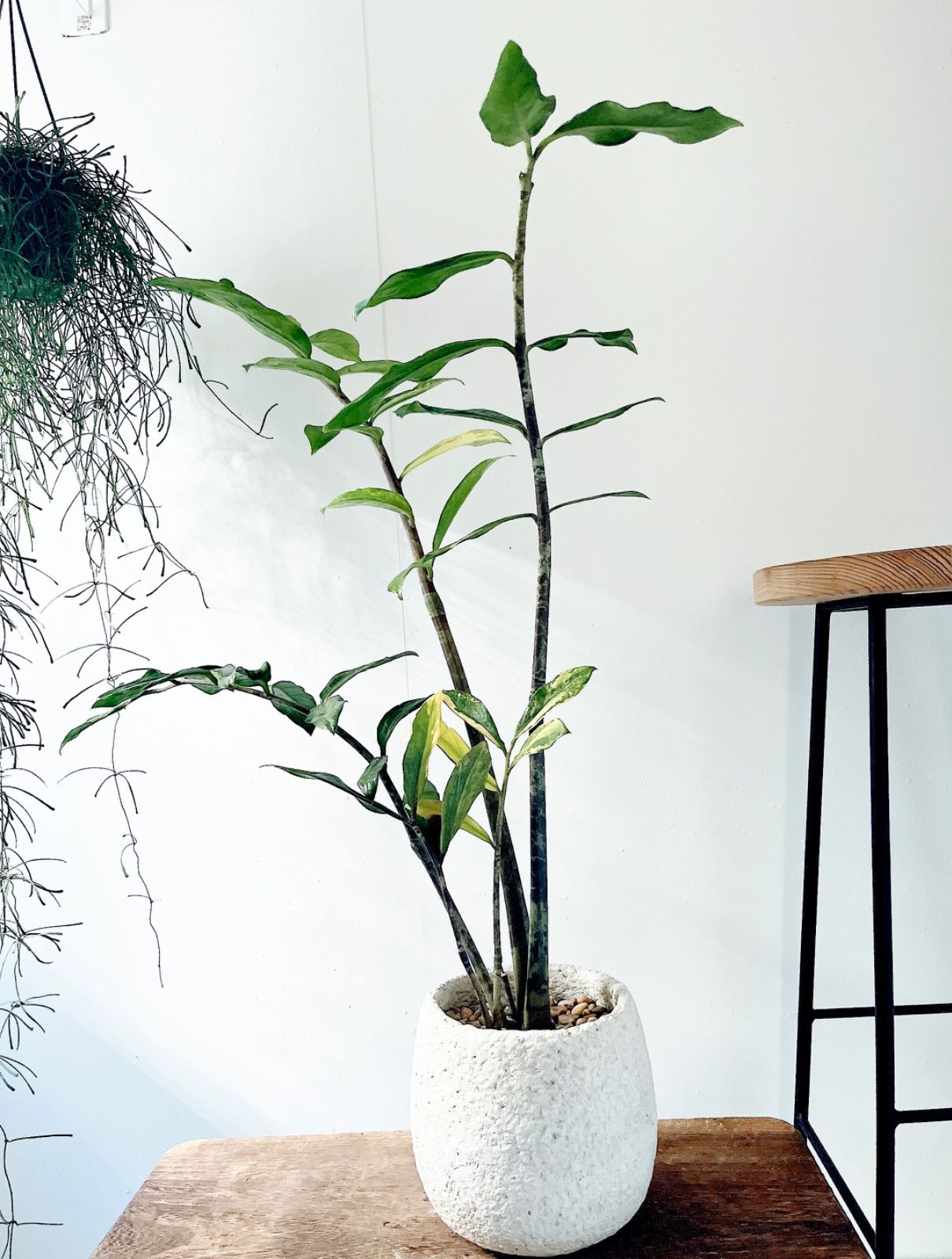 PremiumPlants】斑入り ザミオクルカス セメント鉢仕立て 受皿 - メルカリ