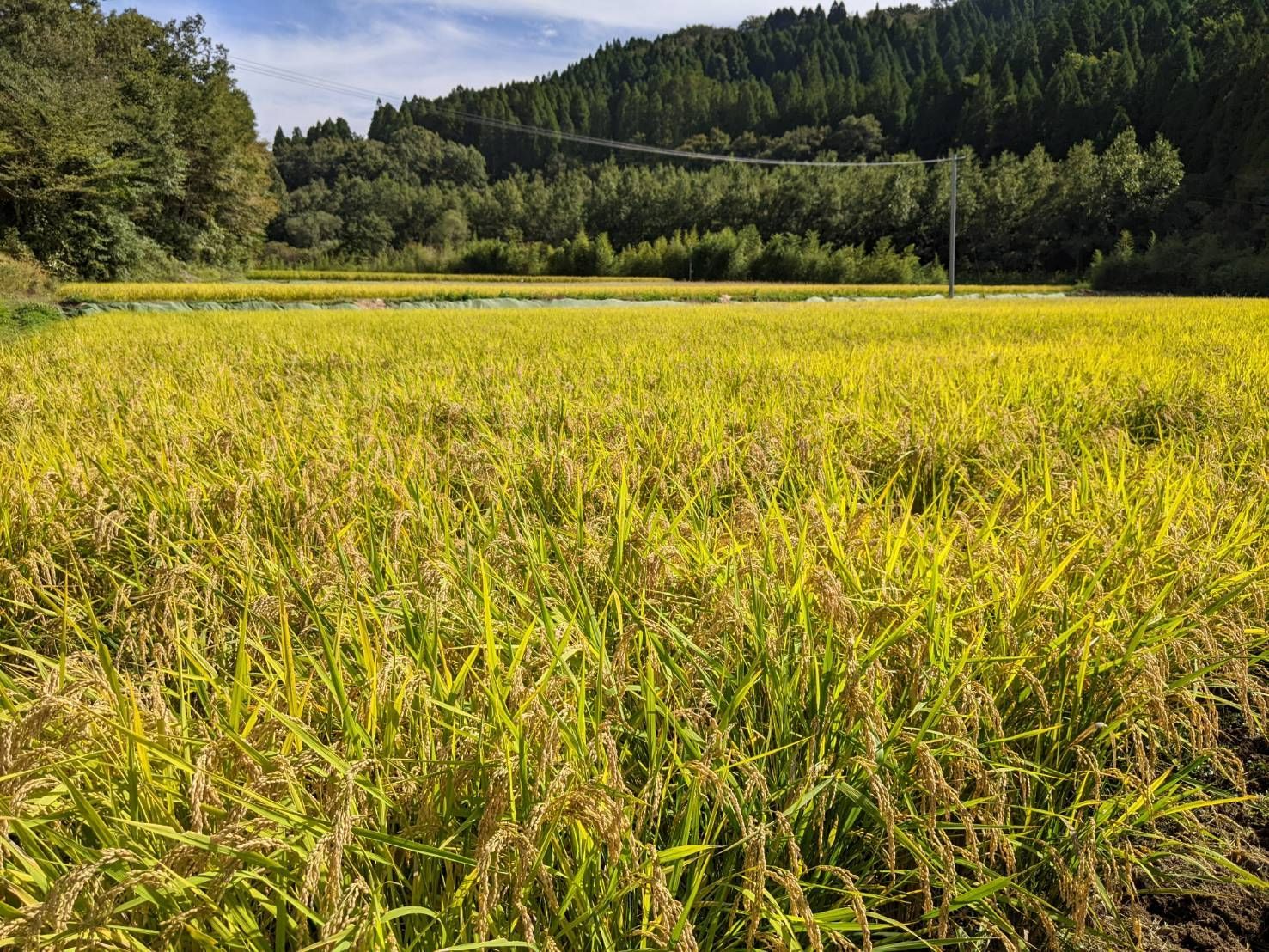 ☆自然栽培米 玄米5kg 令和7年度熊本県産 森のくまさん 農薬不使用☆ 小売