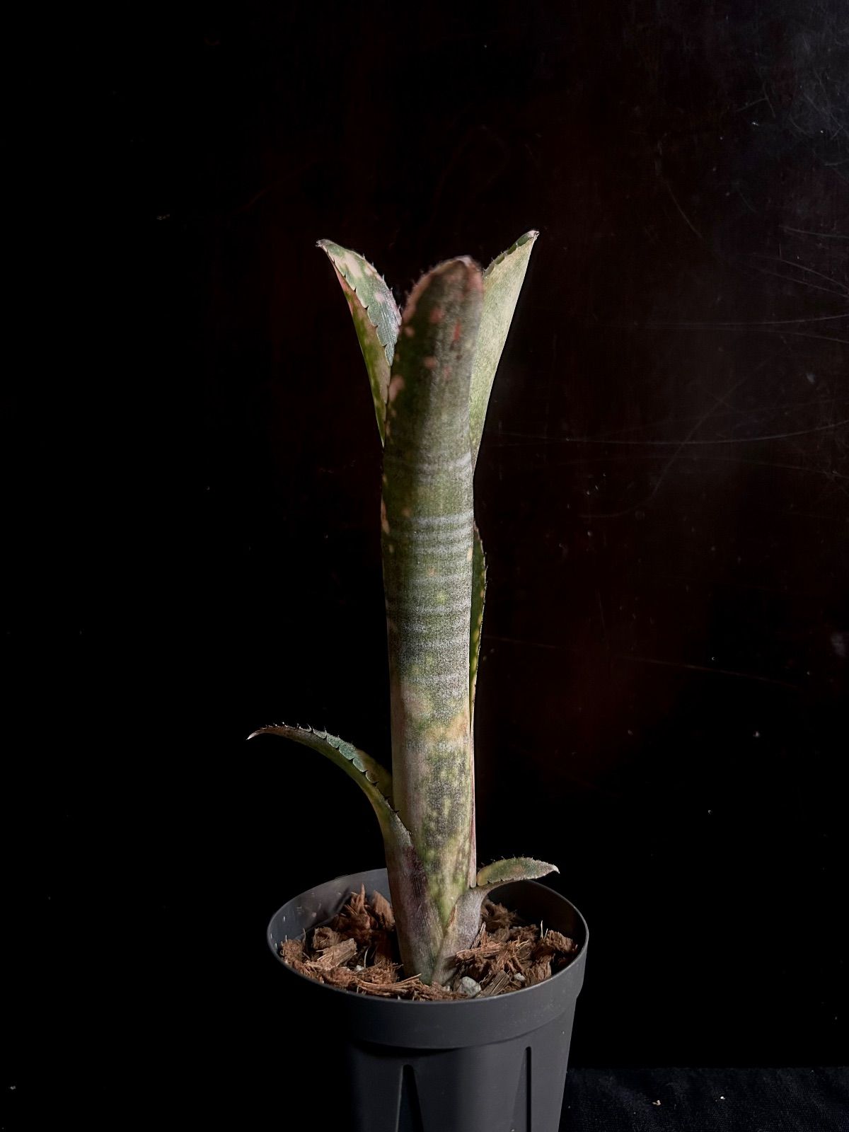 Billbergia 'Kolan Pink Queen'｜コランピンククイーン｜美株・発色良