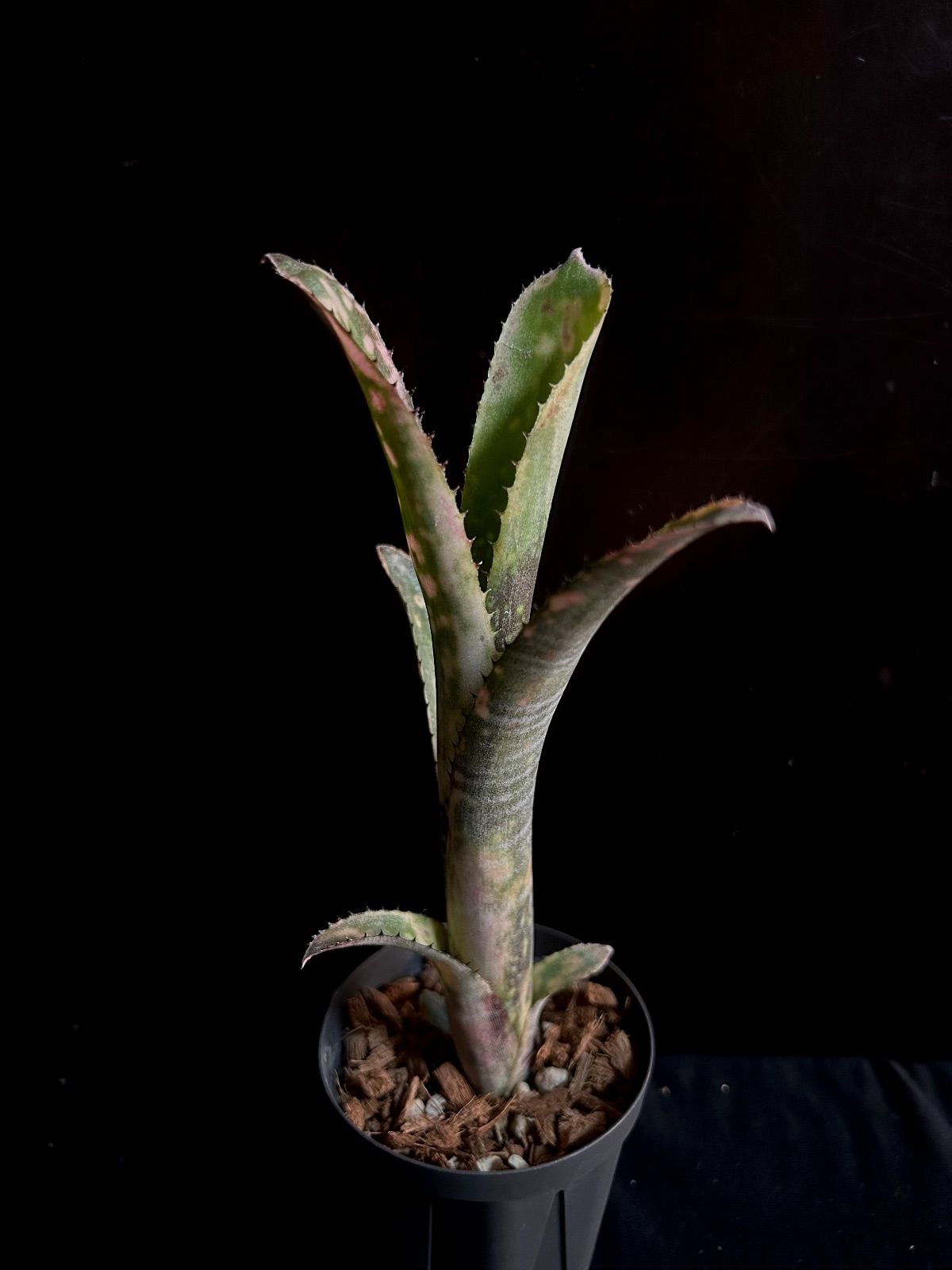 Billbergia 'Kolan Pink Queen'｜コランピンククイーン｜美株・発色良