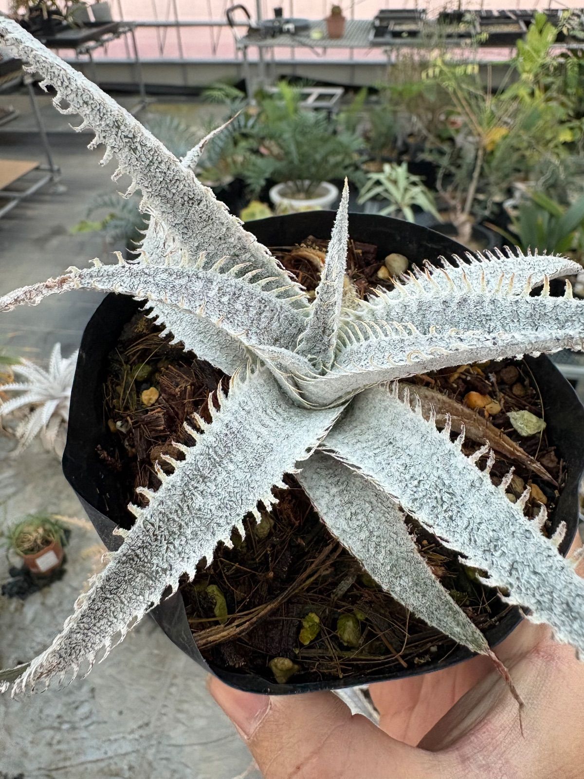 ◇mkbr Dyckia marnier-lapostollei var.estevesii ディッキア