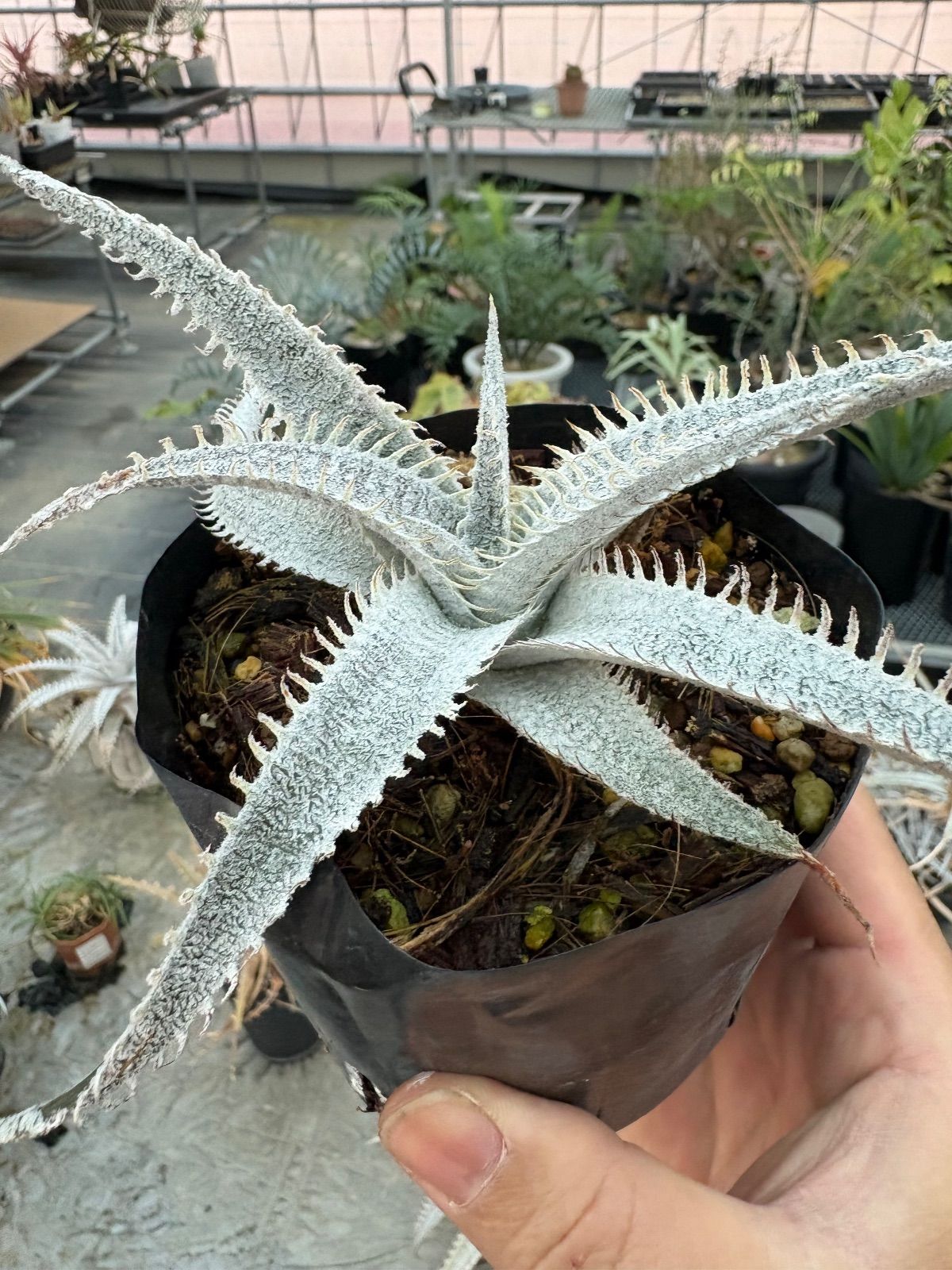 ◇mkbr Dyckia marnier-lapostollei var.estevesii ディッキア