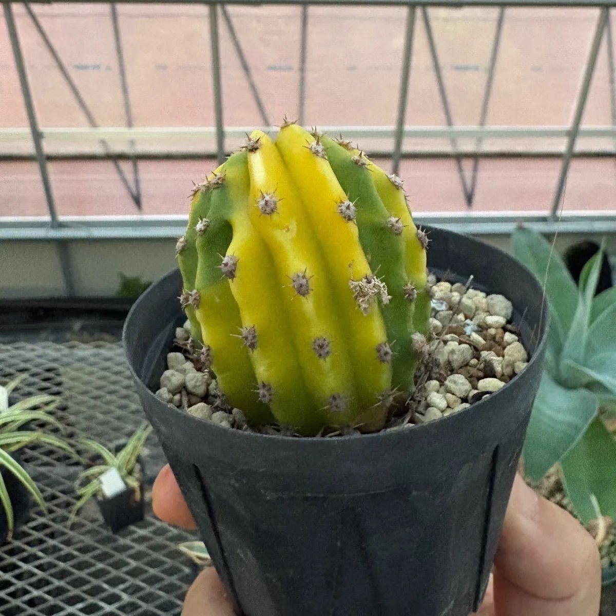 サボテン 'エレガンスレッド錦' 多肉植物 サボテン 斑入り 赤花 美品種