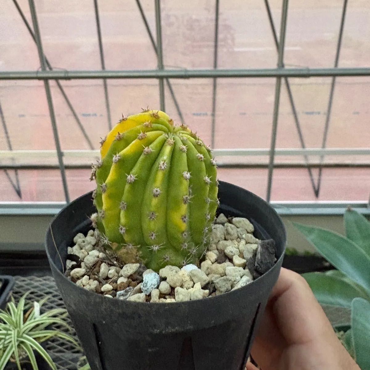 サボテン 'エレガンスレッド錦' 多肉植物 サボテン 斑入り 赤花 美品種