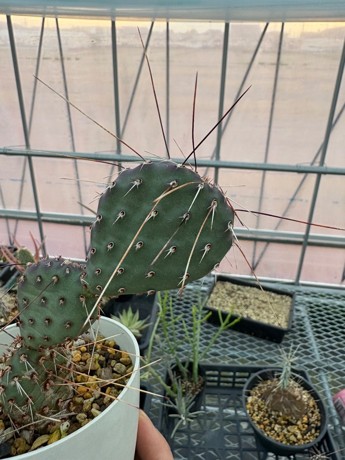 opuntia 'long spine clone’ オプンチア サボテン 多肉 Opuntia macrocentra オプンチア マクロケントラ サボテン 多肉植物 自