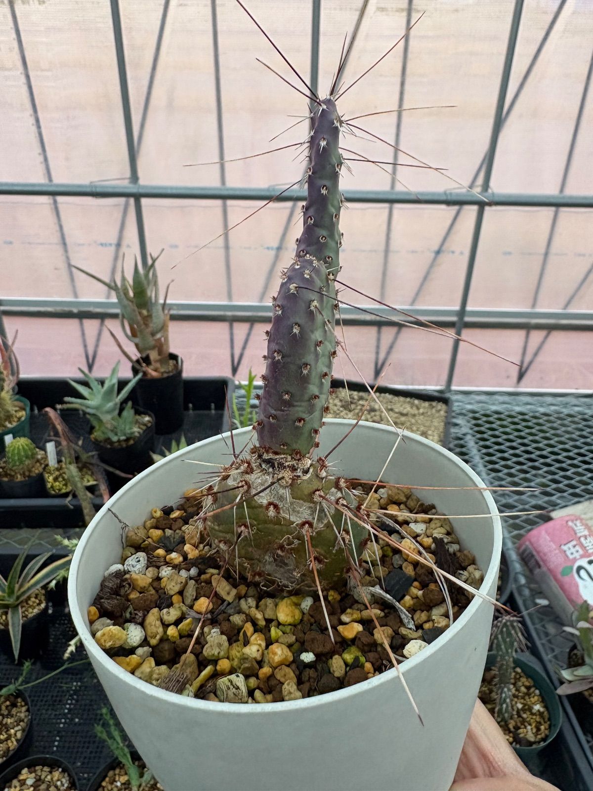 Opuntia macrocentra オプンチア マクロケントラ サボテン 多肉植物 自