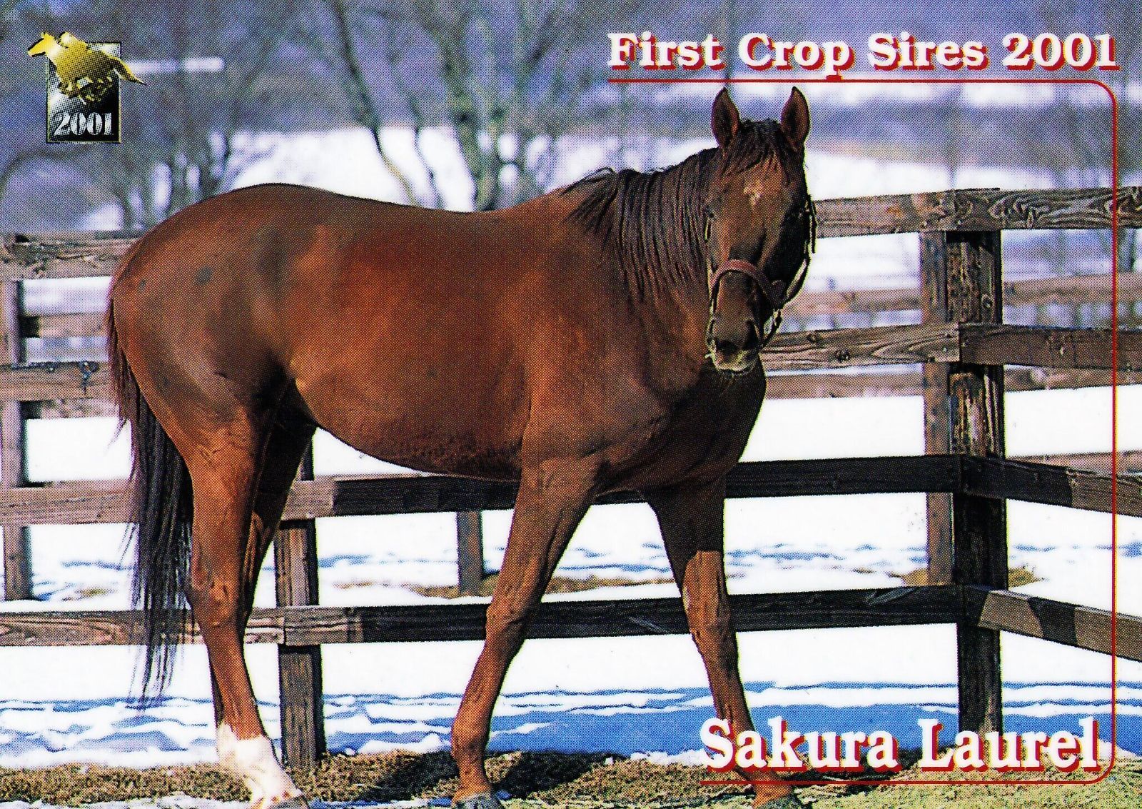 サクラローレル「サラブレッドカード 01年上半期」No.085 - メルカリ