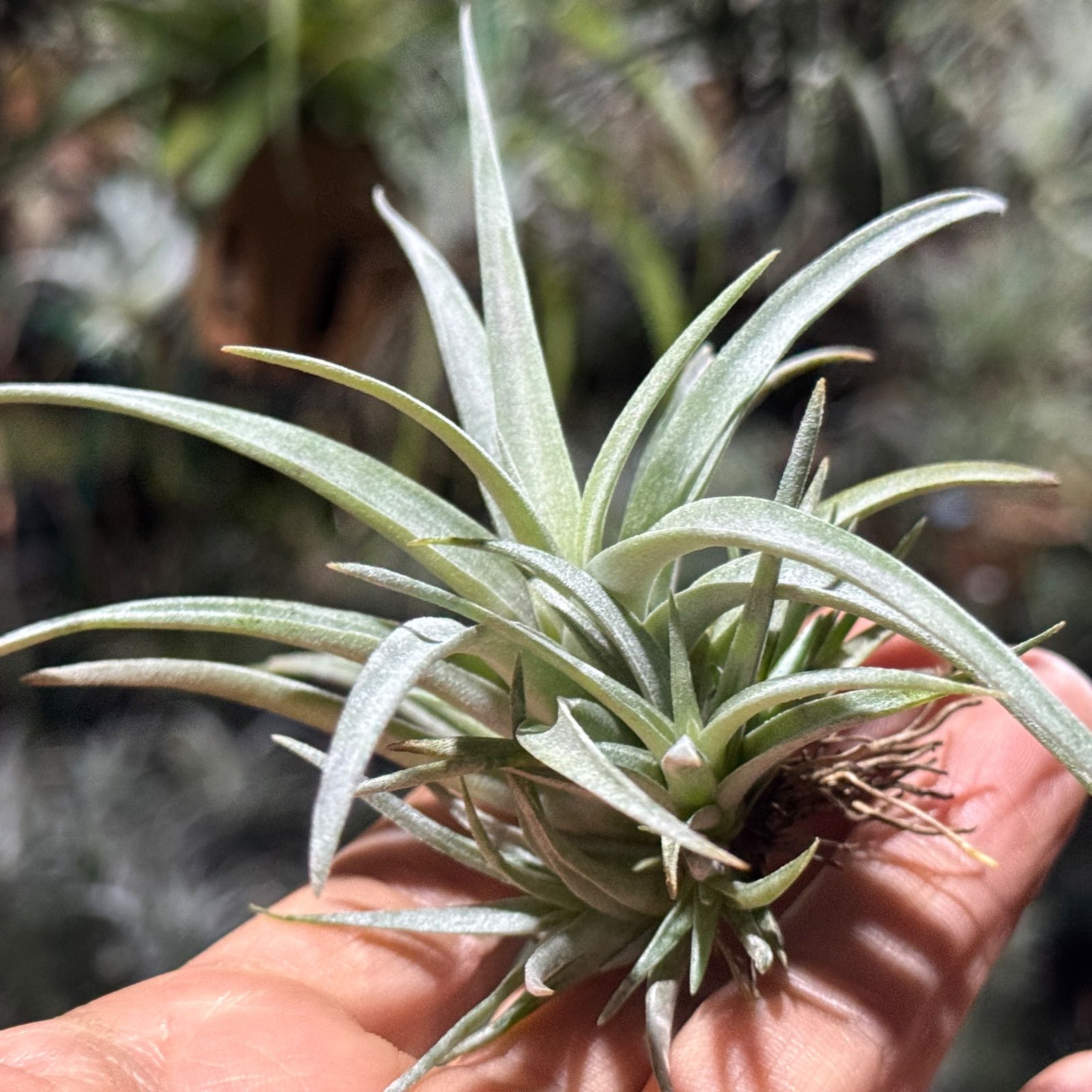 現品＊クランプ＊ メタリックシルバー的輝き＊ チランジア カピタータ