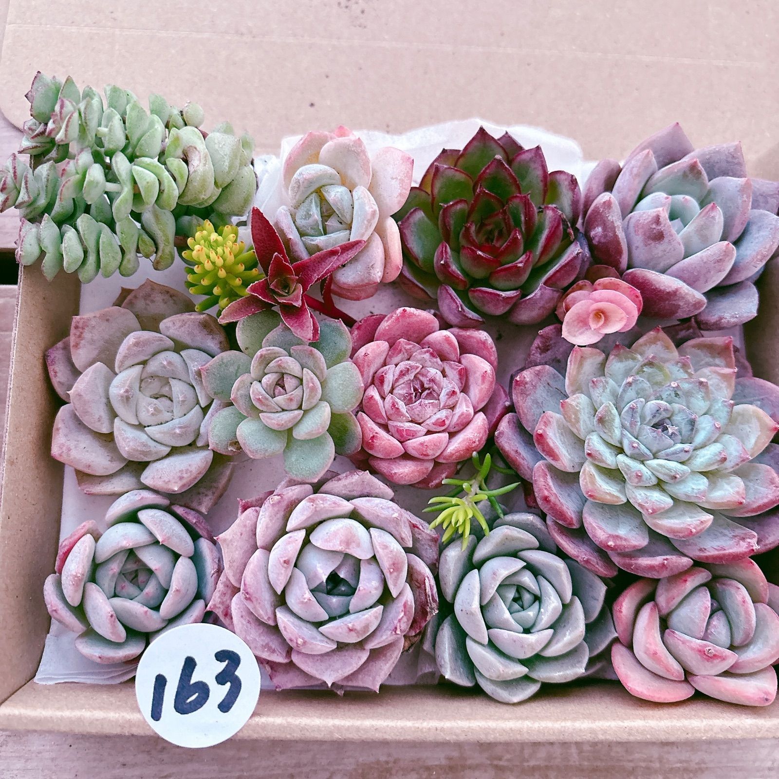 yuka様 多肉植物の寄せ植え3点 yuka様 多肉植物の寄せ植え3点 yuka様