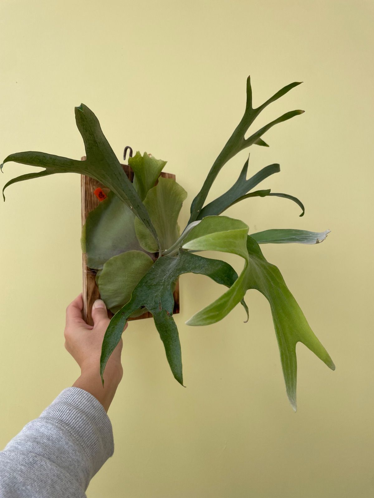 ビカクシダ マセラティ 節約 P.Maserati P. Maserati ビカクシダ