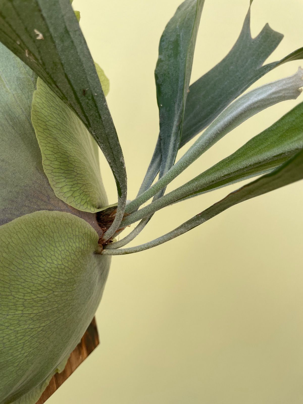 ビカクシダ マセラティ 節約 P.Maserati P. Maserati ビカクシダ