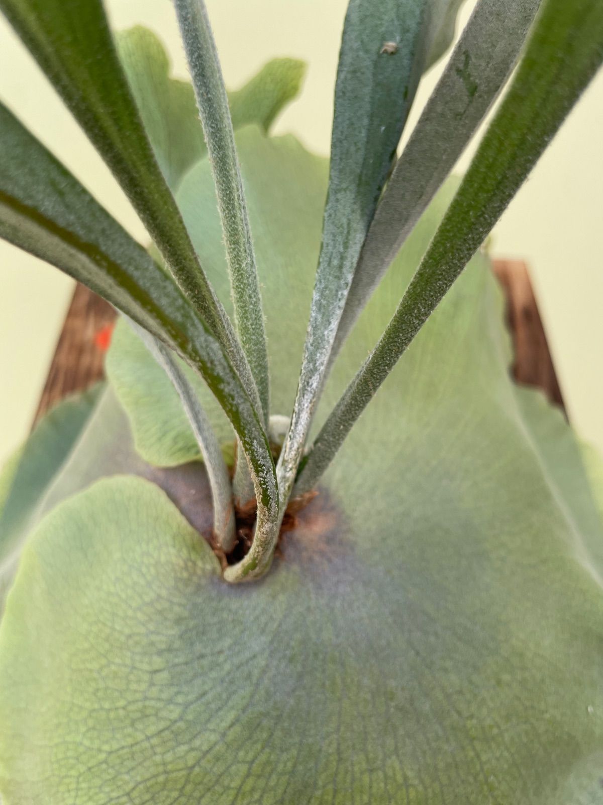 ビカクシダ マセラティ 節約 P.Maserati P. Maserati ビカクシダ