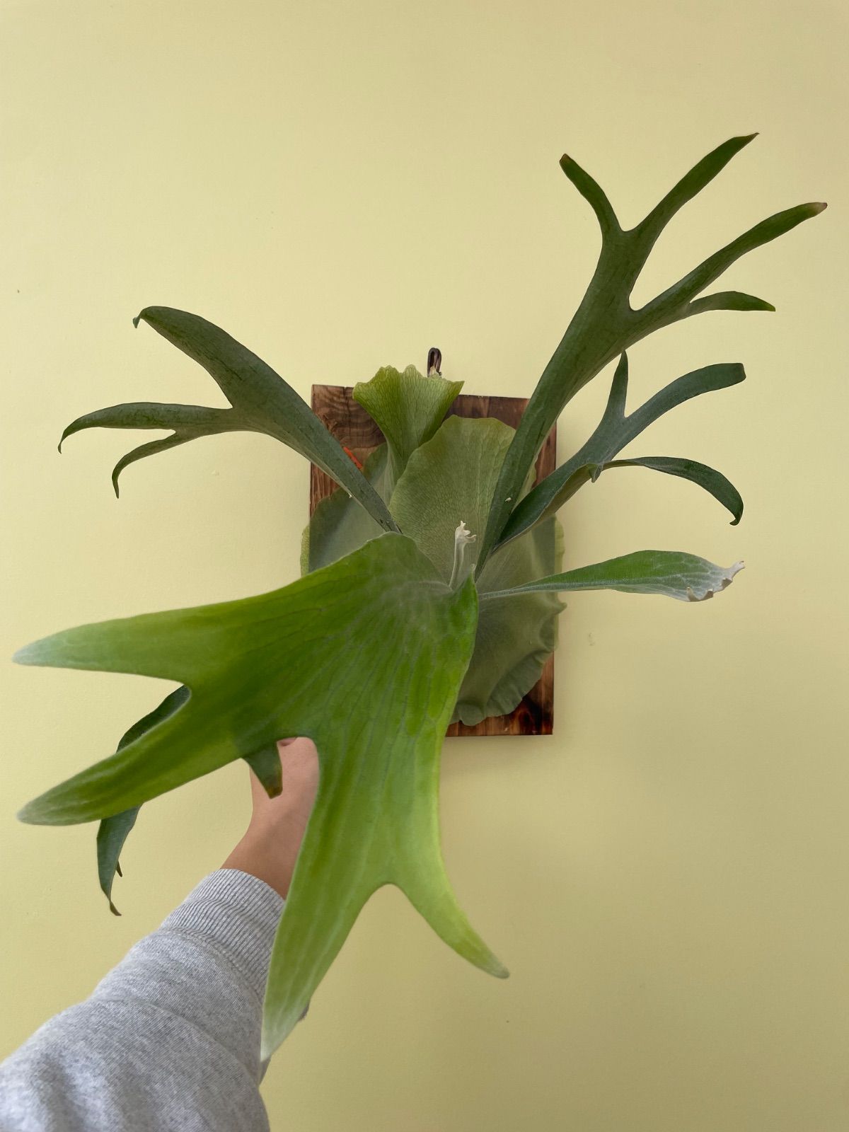 ビカクシダ マセラティ 節約 P.Maserati P. Maserati ビカクシダ