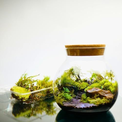 制作キット 石畳が作れる M 13 cm ツールなし LEDライト付ボトルテラリウム プレゼント 作成キット 苔セット 苔 制作 ハンドメイド 自作キット 手作り ギフトse