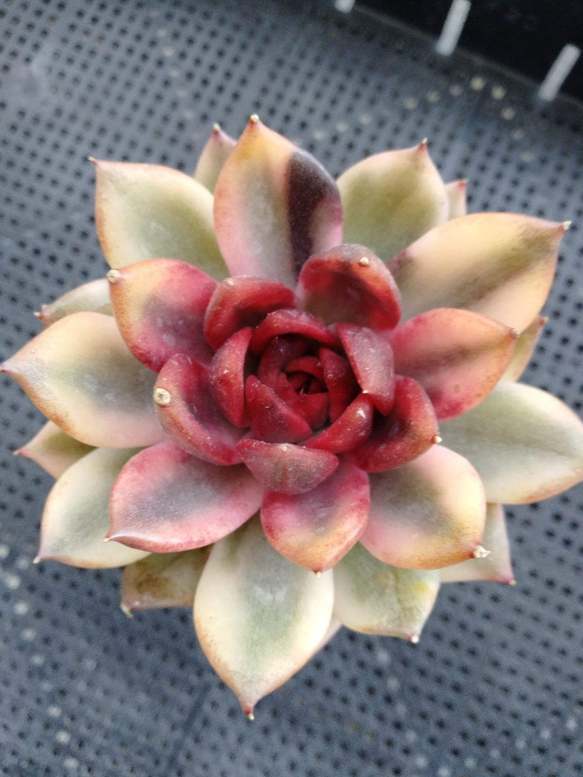 多肉植物 ダウニー錦 韓国苗 1点のみ 多肉植物 ダウニー錦 韓国苗 1