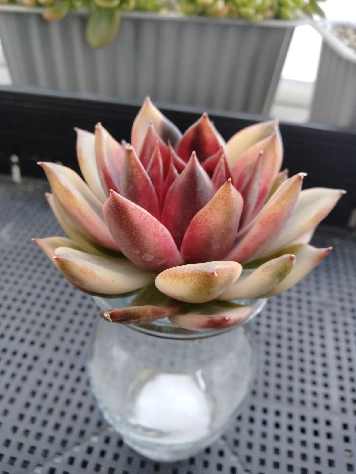 多肉植物 ダウニー錦 韓国苗 1点のみ 多肉植物 ダウニー錦 韓国苗 1