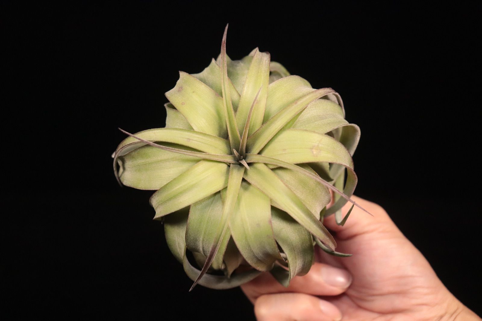 reserved】なつ様専用出品 - メルカリ