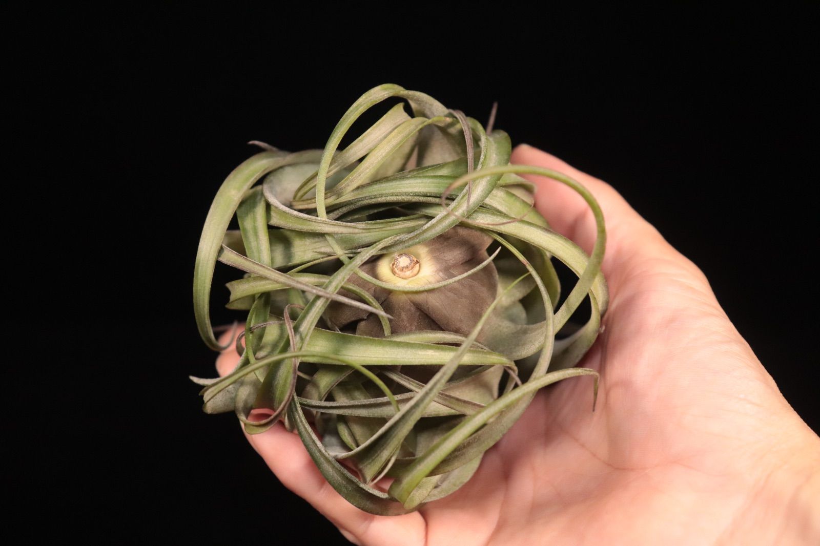 reserved】なつ様専用出品 - メルカリ