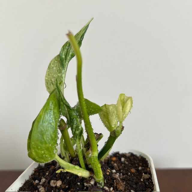 テルノキャスト　ポトス　観葉植物　ラベル付き　ハンギング 激レア テルノキャスト ポトス 観葉植物 ラベル付き ハンギング 激レア テルノ