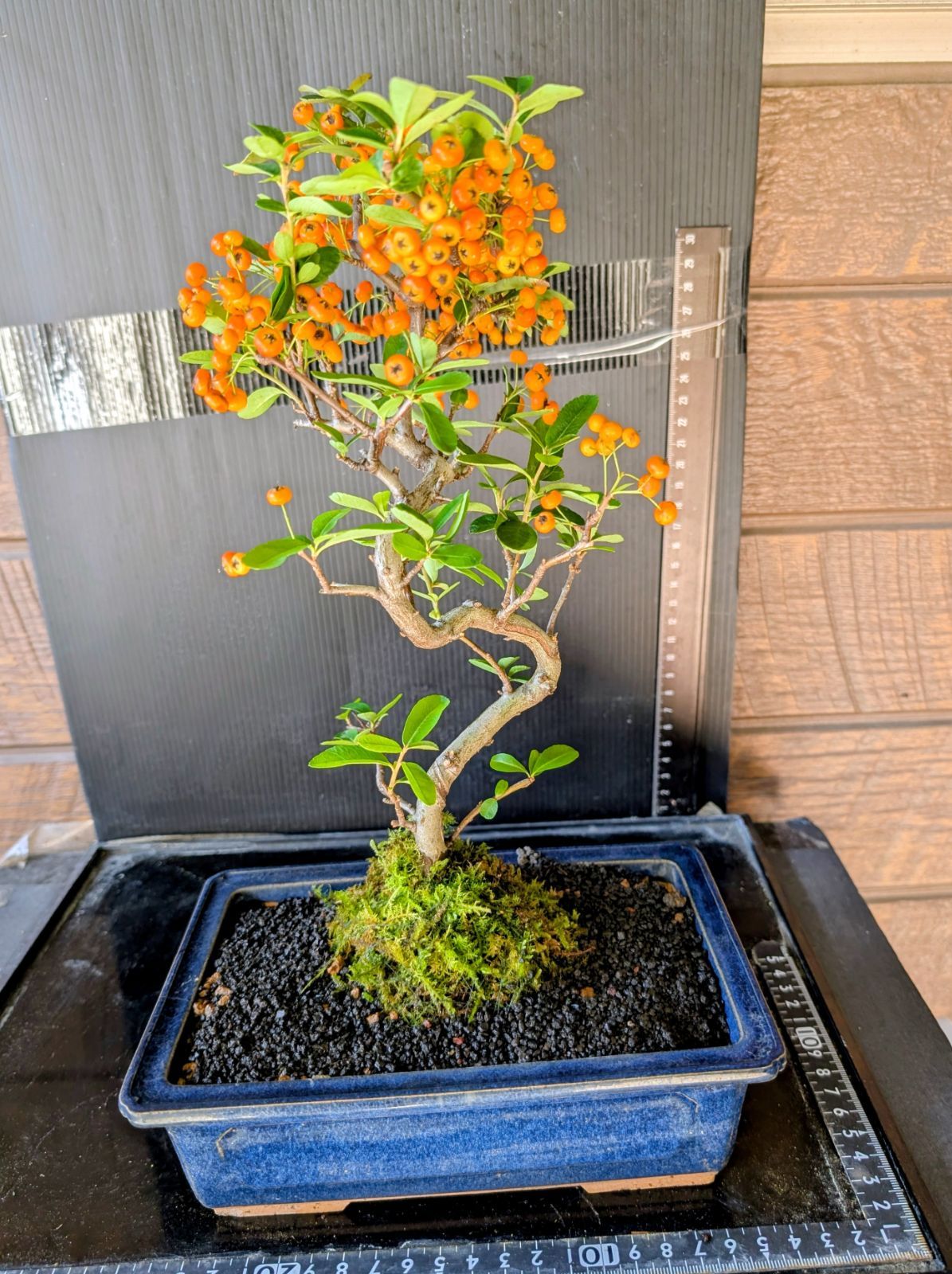 120101盆栽☆ピラカンサス☆管理法説明書付き - メルカリ