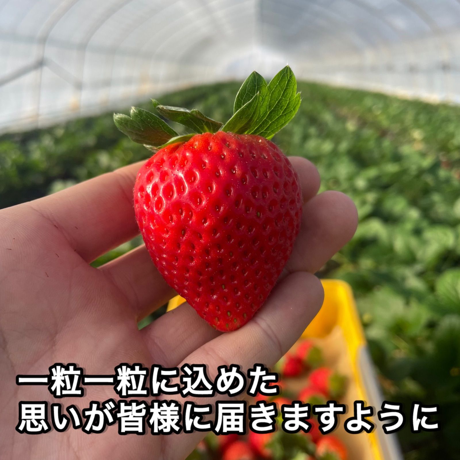 A級品 いちご 栃木 とちあいか 減農薬 A級品 とちあいか 6.52kg 減農薬 栃木県産いちご - メルカリ