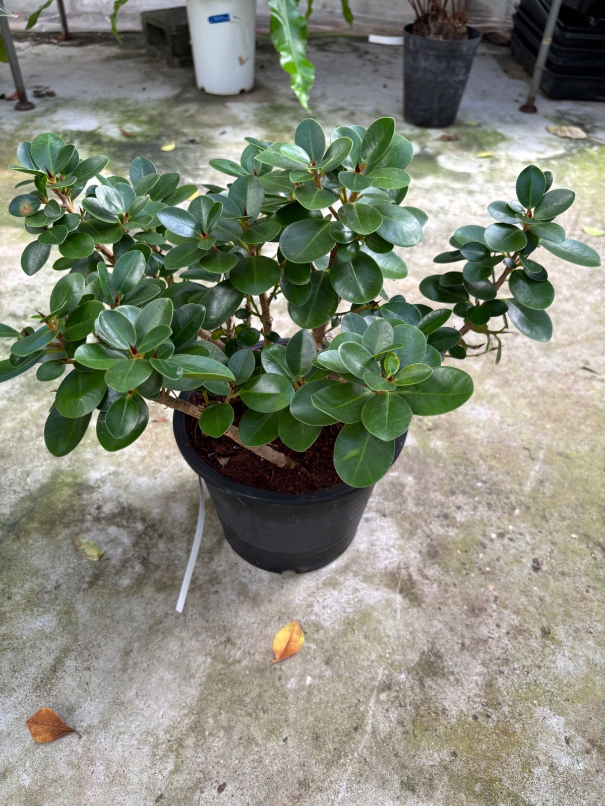 パンダガジュマル 6号 観葉植物 オシャレ 小さい インドア インテリア 屋内 グリーン リビング オフィス ショップ