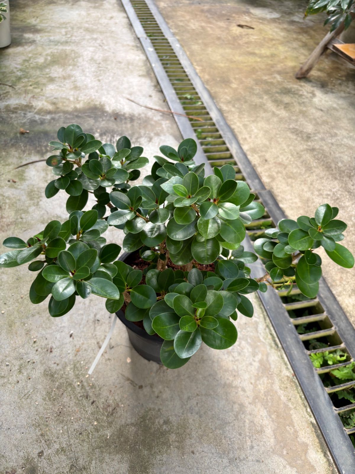 パンダガジュマル 6号 可愛い 観葉植物 オシャレ 小さい 割引 インドア