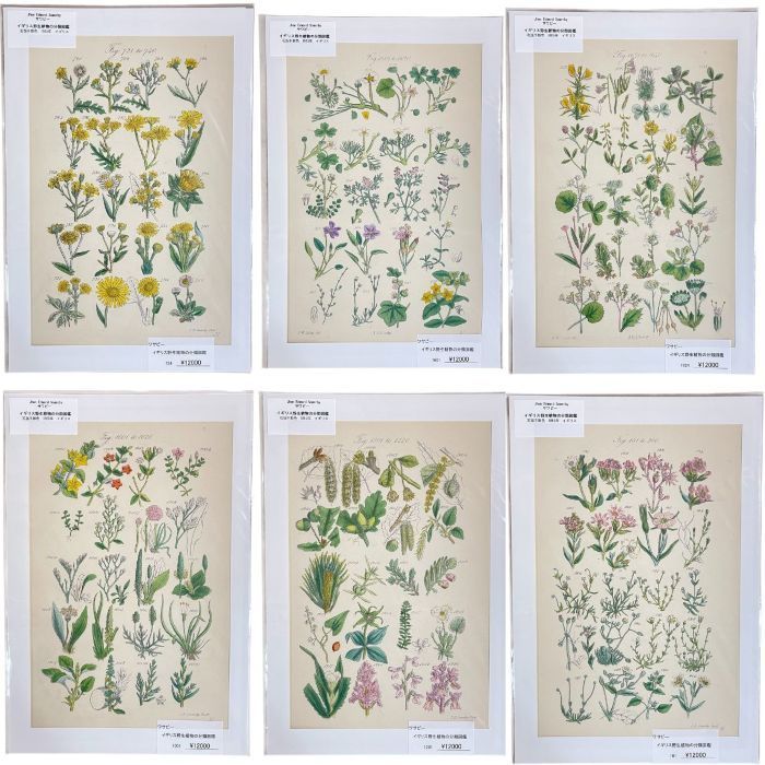 絵 植物 ボタニカルイラストレーション Fine art print of botanicalillustration 【アート】【アンティーク】【イラスト】【芸術】(s-232015)