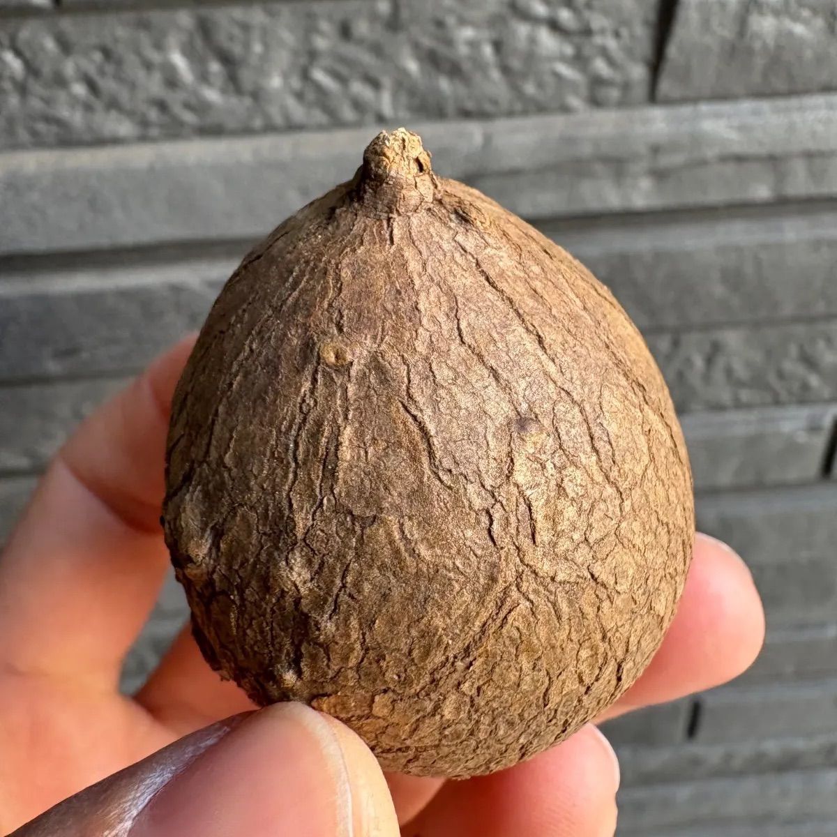 Stephania Erectaステファニア エレクタコーデックス4-5cmくらい 塊根